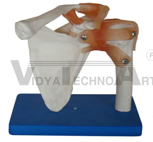 Life-size shoulder joint